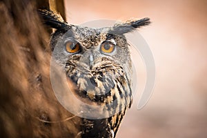 Closeup of a Eurasian Eagle-Owl