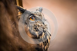 Closeup of a Eurasian Eagle-Owl