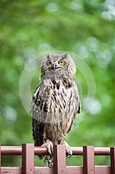 Closeup of a Eurasian Eagle-Owl