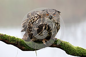 closeup of Eurasian eagle-owl (Bubo bubo)