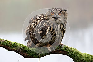 closeup of Eurasian eagle-owl (Bubo bubo)