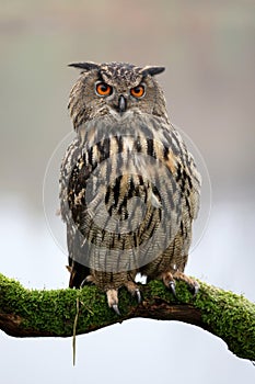 closeup of Eurasian eagle-owl (Bubo bubo)