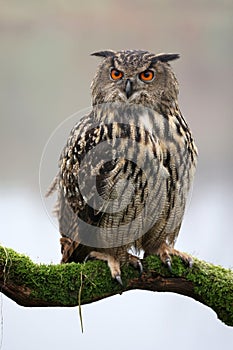 closeup of Eurasian eagle-owl (Bubo bubo)