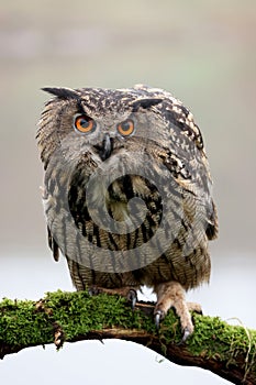 closeup of Eurasian eagle-owl (Bubo bubo)