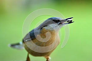 Closeup of an Eurasian nuthatch with a seed in its beek photo