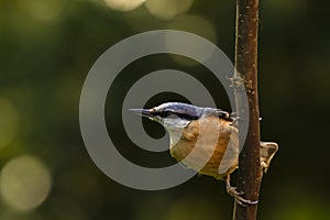 Eurasian or wood nuthatch bird Sitta europaea perched on a bra