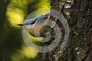 Eurasian or wood nuthatch bird Sitta europaea perched on a bra