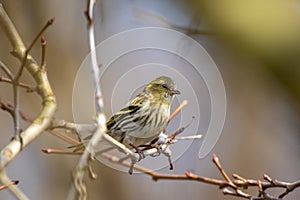 Closeup of the Eurasian siskin singing bird sitting on the twig of a tree; blurry nature background