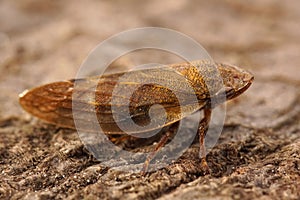 Closeup on the European alder spittlebug, Aphrophora alni, sitting on a stone