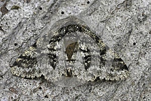 Closeup on the European Brindled Beauty moth, Lycia hirtaria sitting on wood