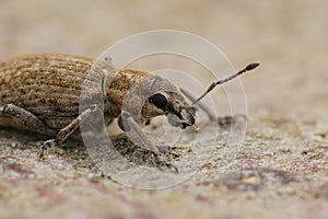 Closeup of a European broad-nosed weevil, the beet leaf weevil, Tanymecus palliatus