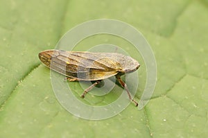 Closeup on a European brown green planthopper in the garden, Aphrophora pectoralis