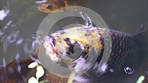 Closeup of a european carp swimming with its mouth above water, funny fish behavior, Vulnerable animal specie