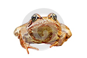 Closeup of european common frog over white