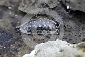 Closeup on the European Common shiny woodlice, Oniscus asellus on a piece of wood