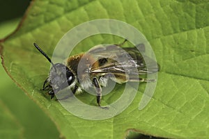 Closeup on a European Coppice Mining Bee, Andrena helvola sitting on a green leaf photo