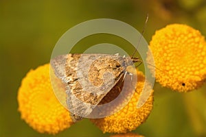 Closeup of the European corn borer , Ostrinia nubilalis sitting on a yellow Tansy flower,