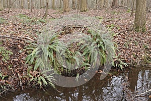 Closeup on the European evergreen, Hard fern, Blechnum spicant in a forest ditch-side photo