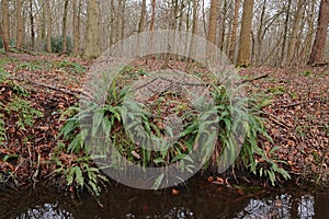 Closeup on the European evergreen, Hard fern, Blechnum spicant in a forest ditchside photo