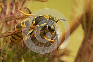 Closeup on European , German yellowjacket wasp, Vespula germanica sitting on a thistle