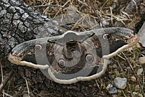 Closeup on the European giant peacock moth, Saturnia pyri