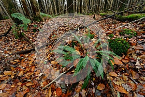 Closeup on a European hard fern, Blchnum spicant in the forest photo