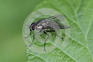 Closeup on a European Hylemya vagans, IN fly, sitting on a green leaf in the garden