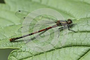 Closeup on the European Large red damselfly, Pyrrhosoma nymphula, sitting on a green leaf