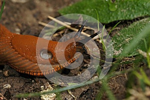 Closeup on the European large red slug, Arion rufus on the ground