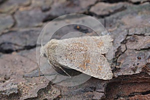 Closeup on the European light brown colored small quaker owlet moth, Orthosia cruda, sitting on wood