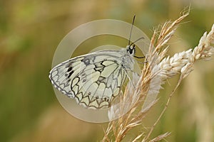 Closeup on a European marbled whhite butterfly, Melanargia galathea with closed wings