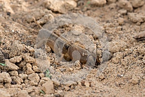 Closeup of European mole cricket digs the soil