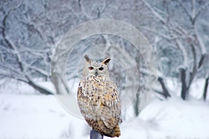 A closeup of a European owl in a winter landscape