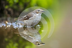 Closeup of a European pied flycatcher bird, Ficedula hypoleuca, perching on a branch, singing