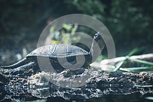 Closeup of a European pond turtle (Emys orbicularis)