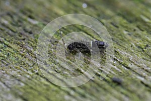 Closeup on a European small colorful slender springtail, Orchesella cincta, sitting on a piece of wood