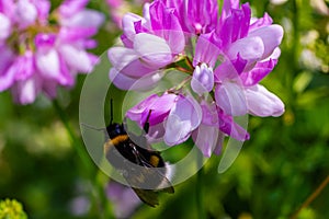 Closeup on a European small garden bumblebee, Bombus hortorum, drinking nectar form a purple thistle flower