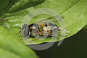Closeup on the European spring epistrophe hoverfly, Epistrophe eligans sitting on a green leaf
