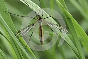 Closeup on a European springtime cranefly species, Tipula vernalis