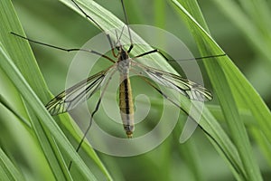 Closeup on a European springtime cranefly species, Tipula vernalis photo