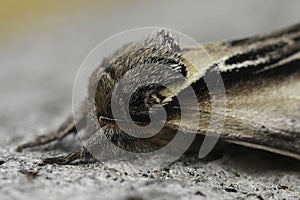 Closeup on European Swallow Prominent moth, Pheosia tremula