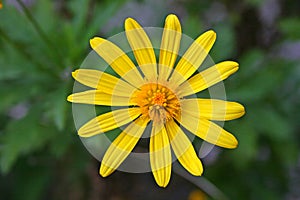 Closeup of an Euryops Pectinatus, in the family Asteraceae.