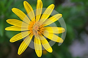 Closeup of an Euryops Pectinatus, in the family Asteraceae.