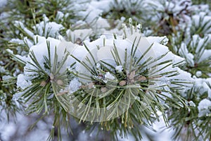 Closeup of an Evergreen Pine Tree with Needles and Small Pine Cones and Covered with Snow