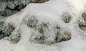 closeup evergreen tree branches encased in ice and snow