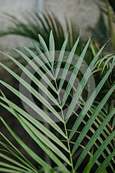 a closeup of an exotic areca plant leaf