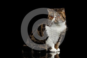 Closeup Exotic Cat Sits on mirror, Alertness Looking in Camera