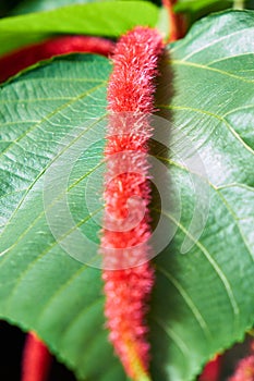Closeup of an exotic flower Acalypha hispida lying symmetrical on its leaf with a shallow depth of field