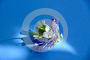 Closeup of Exotic purple passion flower