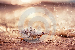 Closeup exotic shell on sandy beach on sunset, natural summer background. beautiful bokeh